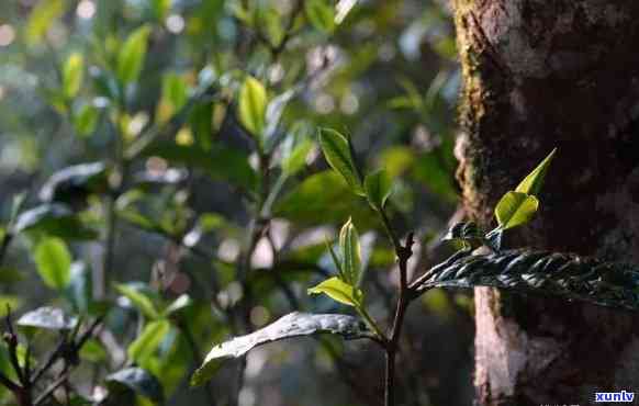 勐古树茶出自哪个山头，揭秘勐古树茶的产地：究竟来自哪座山头？