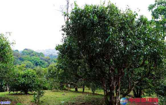 保塘老寨：茶区核心与景点