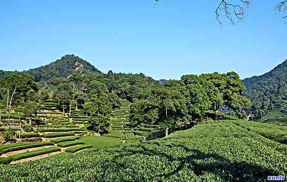 桃子寨属于哪个茶区-桃子寨属于哪个茶区管辖