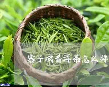 寨子坡这个茶怎么样-寨子坡茶特点