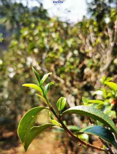 云南倚邦茶山简介，探秘云南倚邦茶山：历悠久的古茶园与独特风味