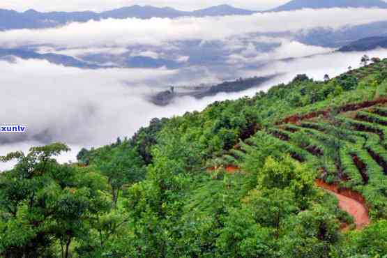 云南倚邦茶山简介，探秘云南倚邦茶山：历悠久的古茶园与独特风味