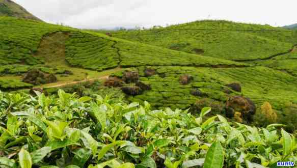 云南倚邦茶山简介，探秘云南倚邦茶山：历悠久的古茶园与独特风味