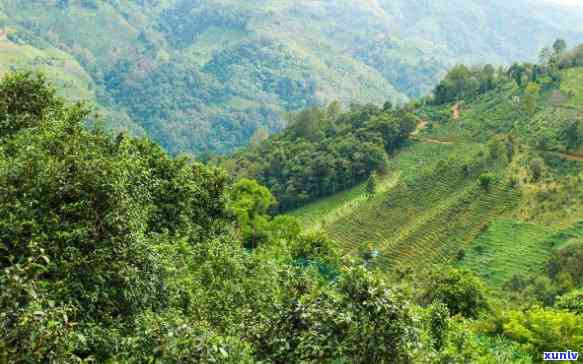 云南倚邦茶山简介，探秘云南倚邦茶山：历悠久的古茶园与独特风味