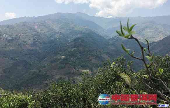 革登茶山海拔与寨子全览：揭秘历悠久的革登茶山