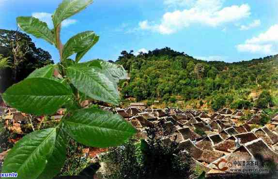 革登茶山海拔与寨子全览：揭秘历悠久的革登茶山