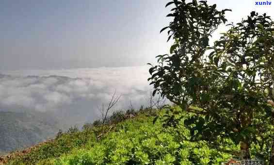 革登茶山海拔与寨子全览：揭秘历悠久的革登茶山