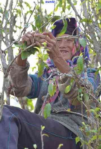 革登茶山有哪些寨子-革登茶山在哪里