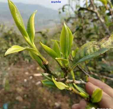 莽枝茶山有哪些寨子组成，揭秘莽枝茶山：由哪些寨子组成？