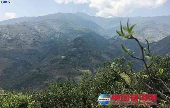 莽枝茶山有哪些寨子-莽枝茶山有哪些寨子组成