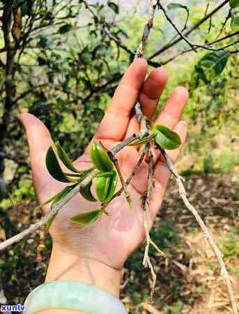 探寻倚邦茶区：哪些寨子值得一游？