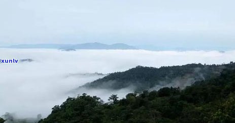 革登古树哪个寨看，探访云南革登古树：揭秘哪个寨子最美丽迷人！