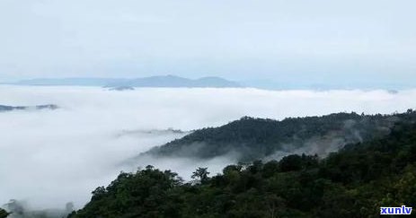 革登古树哪个寨看，探访云南革登古树：揭秘哪个寨子最美丽迷人！