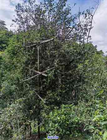 革登古树茶的产地、口感与特点全解析