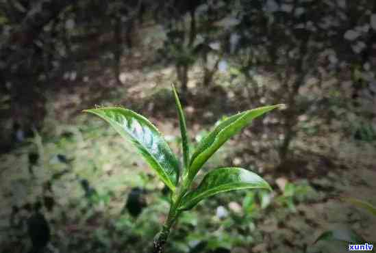 革登古树茶口感特点，《探秘革登古树茶：独特的口感特点与品鉴指南》