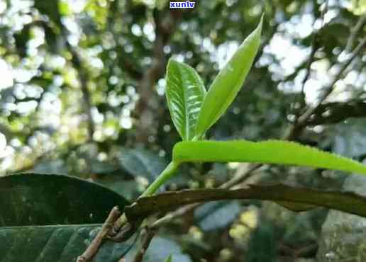 革登古树茶口感特点，《探秘革登古树茶：独特的口感特点与品鉴指南》