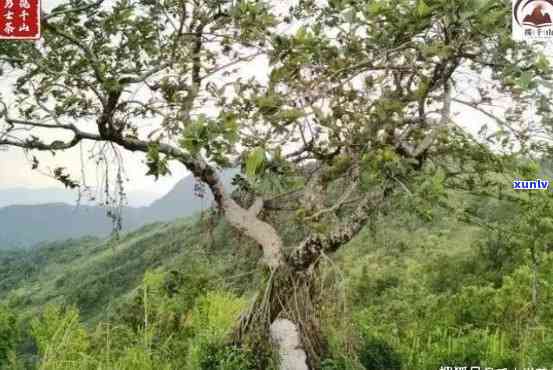 革登古树哪个寨-革登古树哪个寨玩