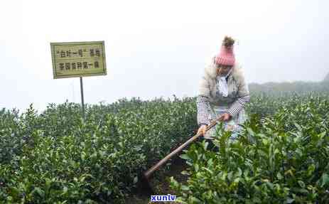 贵州普安茶是什么茶类，探秘贵州普安茶：属于哪一类茶？