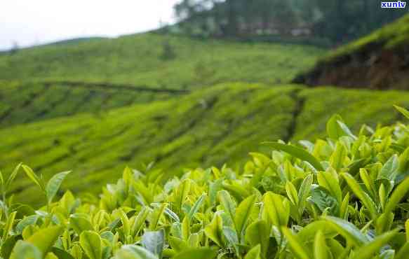 贵州普安有哪些知名茶叶？