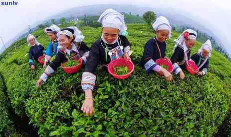 贵州普安茶是什么茶-贵州普安茶是什么茶类