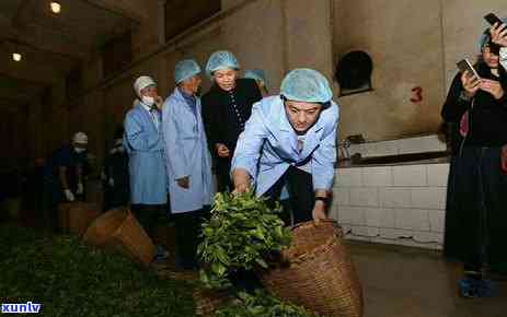 普炒茶价格，最新！普炒茶市场价格行情全解析