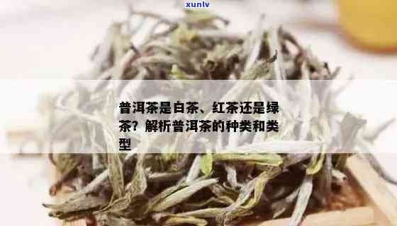 普洱茶：红茶or白茶？探讨其分类归属