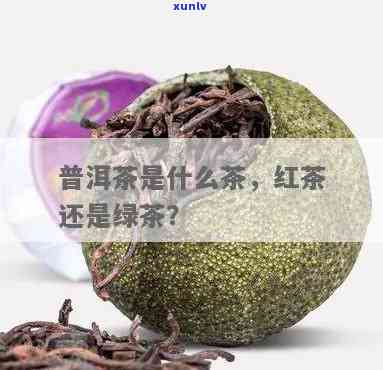 普尔茶是属于红茶吗-普尔茶是属于红茶吗还是绿茶