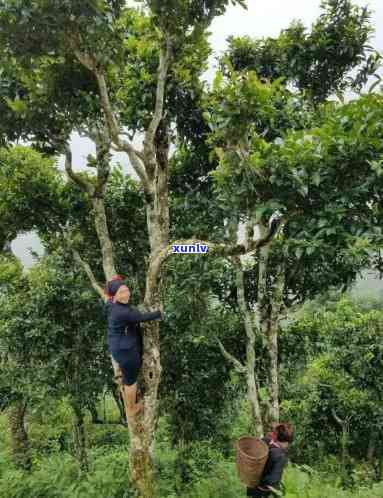 老挝古树茶价格，探寻神秘的老挝古树茶：价格解析与品尝体验