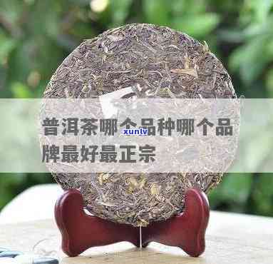 普尔茶哪些比较出名，探索普洱茶的世界：哪些和品种最为知名？