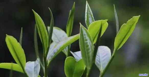 野茶和普通茶的区别-野茶和普通茶的区别在哪里