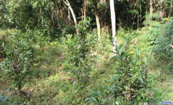 野茶和普通茶的区别-野茶和普通茶的区别在哪里