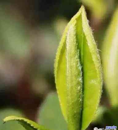 野茶和普通茶的区别-野茶和普通茶的区别在哪里