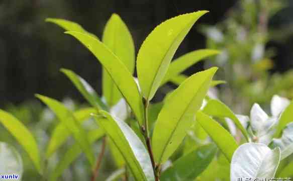 野茶和普通茶的区别-野茶和普通茶的区别在哪里