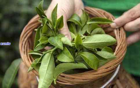 普通茶和贵茶的区别-普通茶和贵茶的区别在哪里