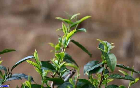 茶树与普通树：区别在哪里？