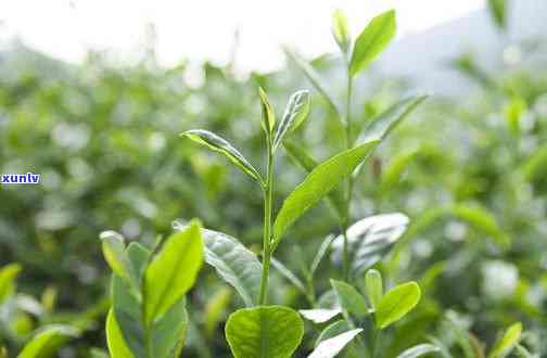 茶树和普通树的区别-茶树和普通树的区别图片