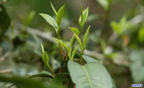 普尔茶会过期吗，普洱茶会过期吗？揭开茶叶保质期的神秘面纱