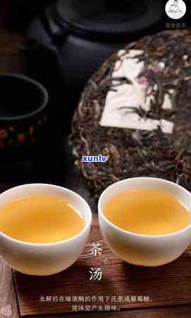 普尔茶是什么味道，探究普洱茶的独特口感：你绝不能错过的味觉体验！