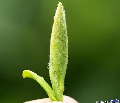 好茶和普通茶的营养区别，探究好茶与普通茶的营养差异：你所不知道的秘密