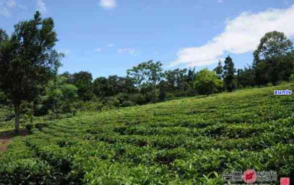 勐海县开古茶厂概况简介及图片