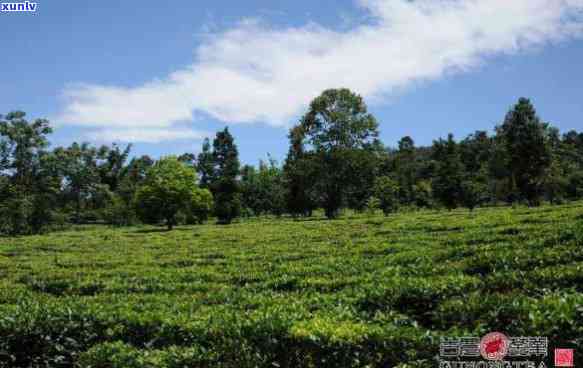 勐海县开古茶厂概况-勐海县开古茶厂概况介绍