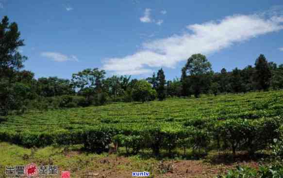 勐海县开古茶厂概况-勐海县开古茶厂概况介绍