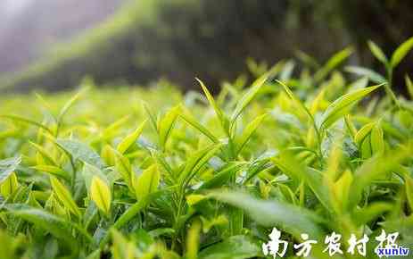 中国八大茶系的名茶代表茶是，探索中国茶文化：了解八大茶系的名茶代表茶