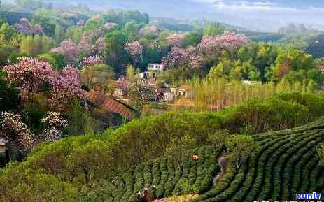 中国八大茶系的名茶代表茶是，探索中国茶文化：了解八大茶系的名茶代表茶