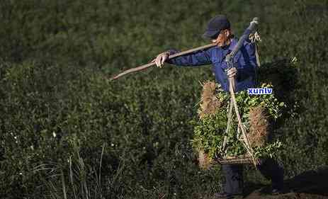 浙江十大名茶的主要特点，探秘浙江：揭秘十大名茶的独特魅力与主要特点