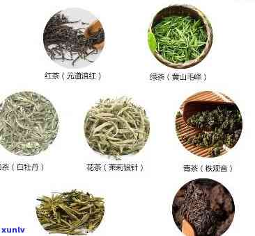 东名茶有哪些品种-东名茶有哪些品种名称