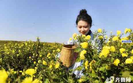 山东十大名茶排行榜-山东十大名茶排行榜最新