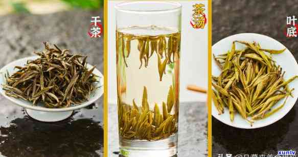 中国十大名茶种类全解析：分别是哪些茶类？