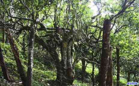 南糯山半坡寨古茶厂-南糯山半坡寨古茶厂旗舰店