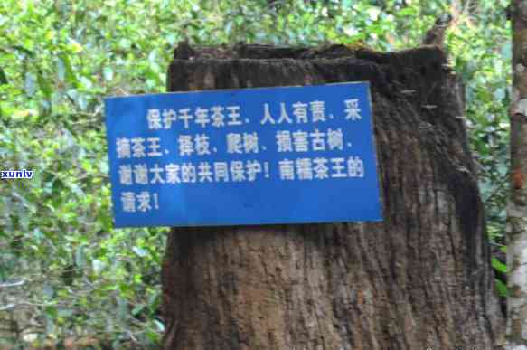 南糯山半坡寨古茶厂-南糯山半坡寨古茶厂旗舰店